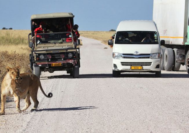 Yavru aslanın arabayla karşılaşması