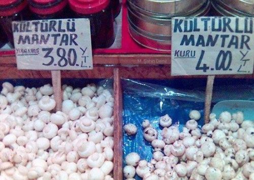 Yurdum insanı her yerde