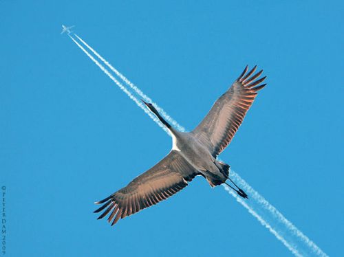 Son 10 yılın en mükemmel 50 hayvan resmi 