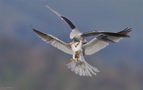 Son 10 yılın en mükemmel 50 hayvan resmi 