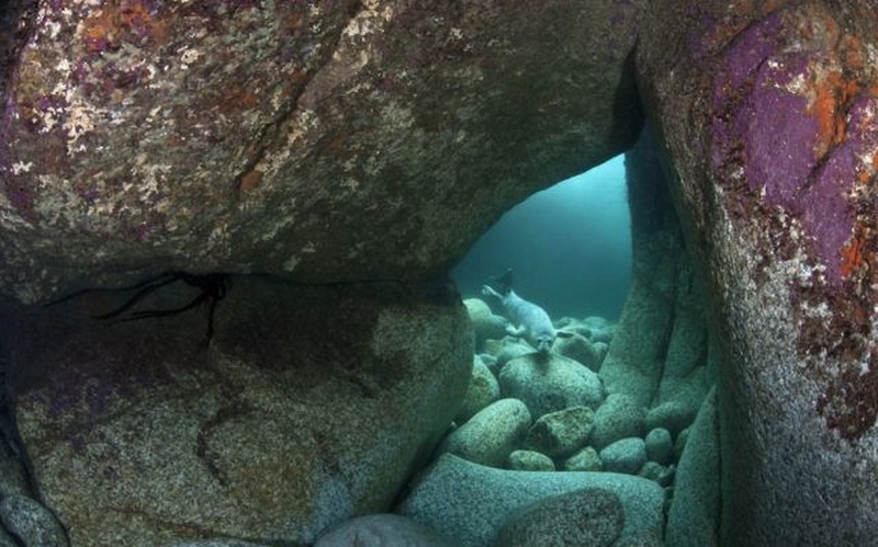 2012 Vahşi yaşamdan ödüllü fotoğraflar