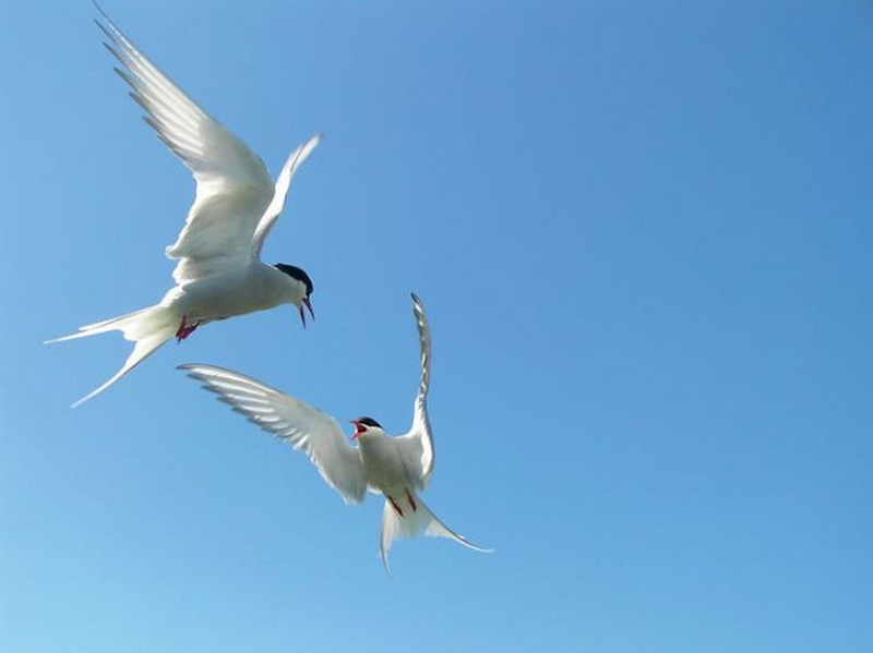 2012 Vahşi yaşamdan ödüllü fotoğraflar