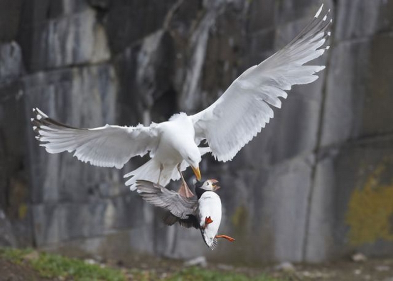 2012 Vahşi yaşamdan ödüllü fotoğraflar