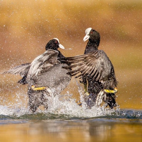 2012 Vahşi yaşamdan ödüllü fotoğraflar