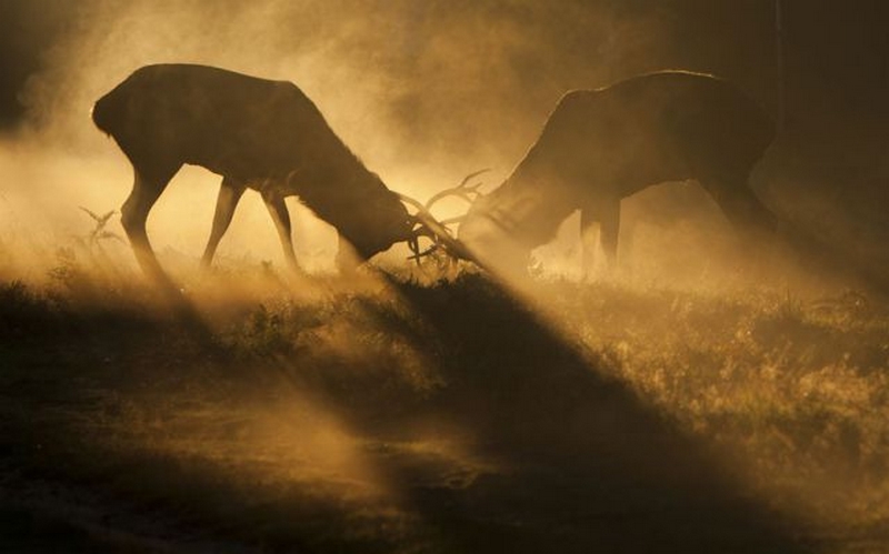 2012 Vahşi yaşamdan ödüllü fotoğraflar