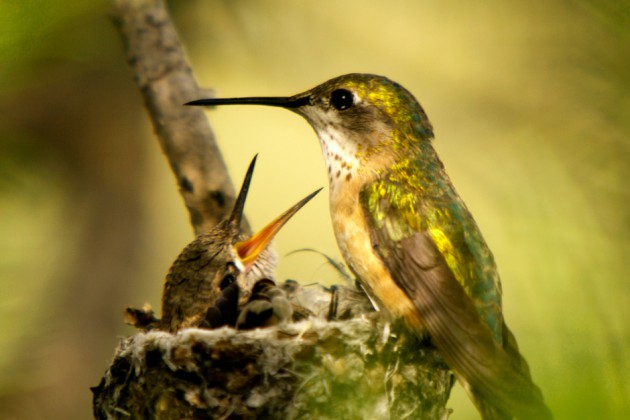 National Geographic 2012 en beğenilen fotoğraflar