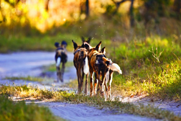 National Geographic 2012 en beğenilen fotoğraflar