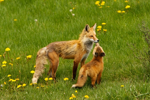 National Geographic 2012 en beğenilen fotoğraflar