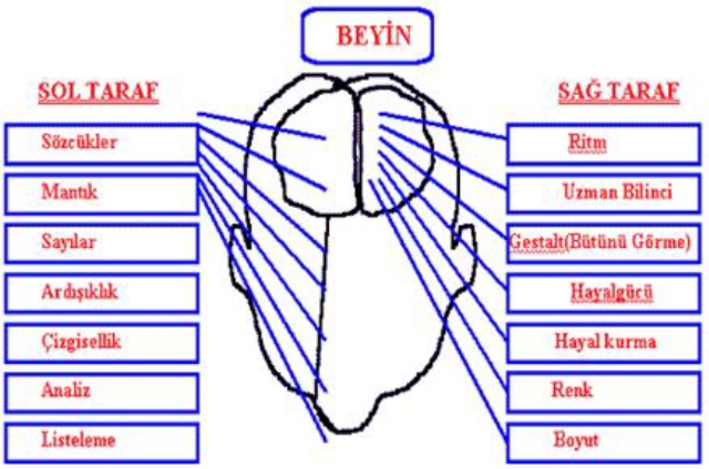 Beynimiz hakkında şaşırtan gerçekler