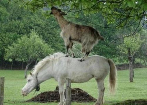 Güldüren yaşam fotoğrafları