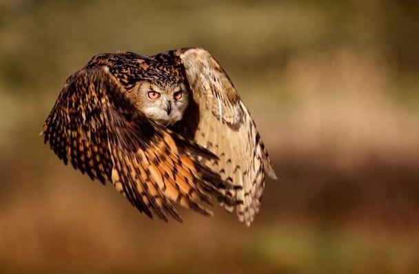 National Geographic 2011 Fotoğrafları