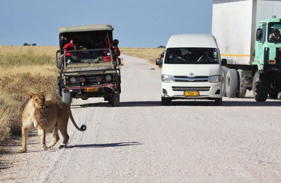 Sevimli aslan tüm dünyayı duygulandırdı