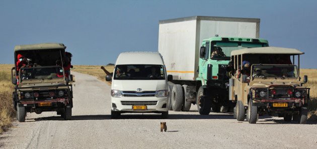 Sevimli aslan tüm dünyayı duygulandırdı