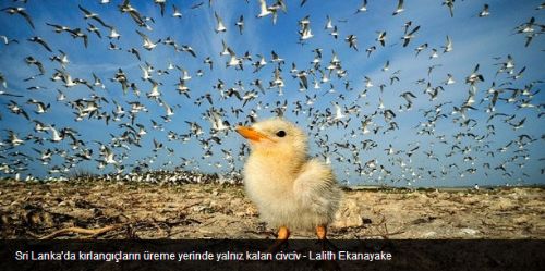 National Geographic 2012'nin en iyi 36 fotoğrafını seçti