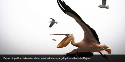 National Geographic 2012'nin en iyi 36 fotoğrafını seçti