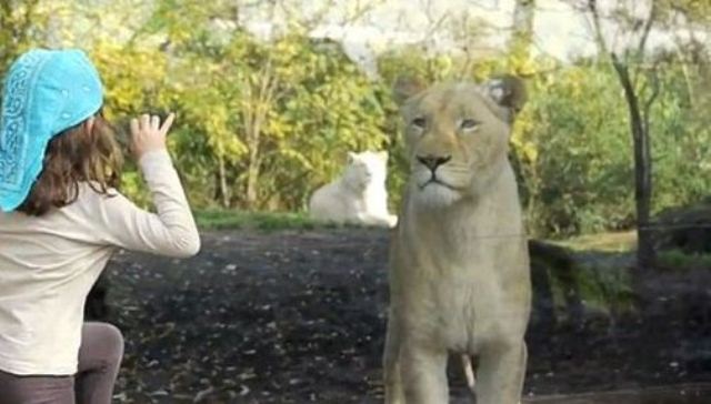 Aslan çocuğu yemek istedi