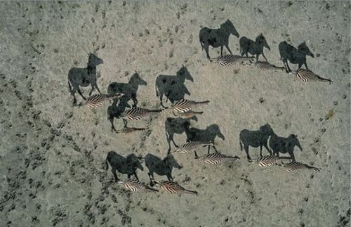 Fotoğraftaki Gölgeler Sizi Şaşırtacak