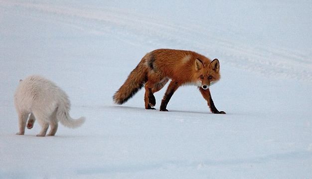 Kedi, Tilkiyi perişan etti!