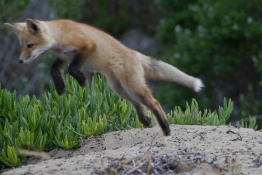 Kedi, Tilkiyi perişan etti!