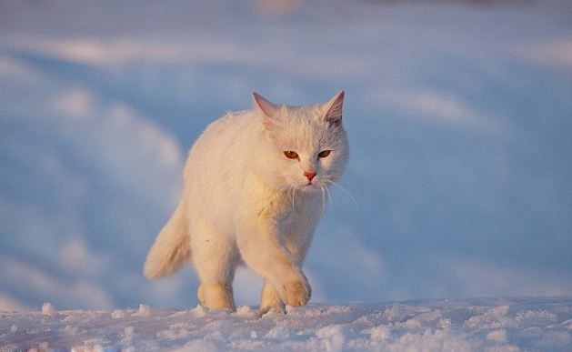 Kedi, Tilkiyi perişan etti!