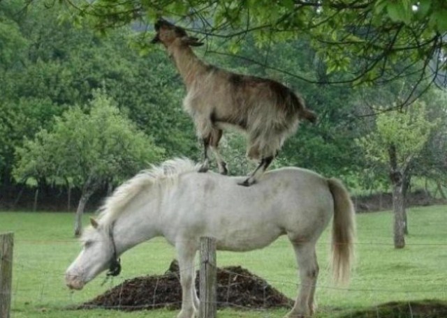 En eğlenceli ve tıklanan fotoğraf