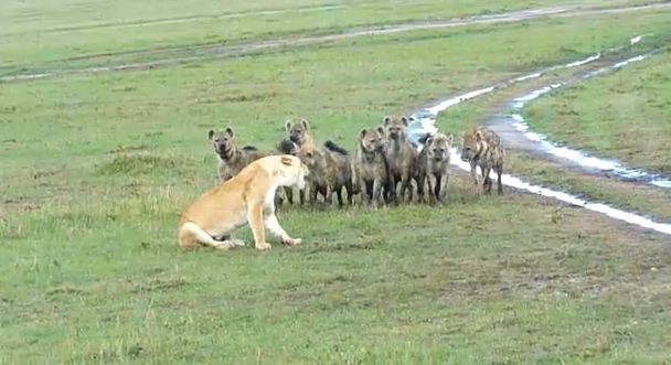 Aslan kardeş tek yakalandı ama...