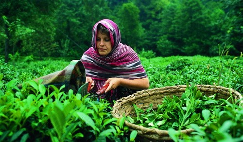 Türk çayının faydaları