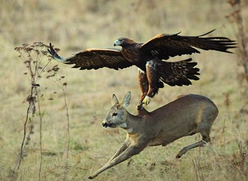 İşte gerçek Kartal pençesi