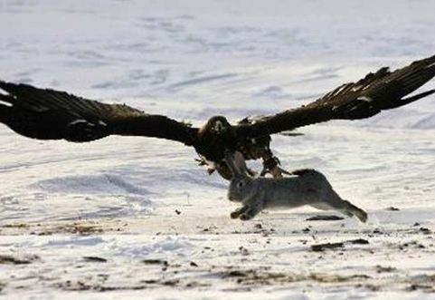 İşte gerçek Kartal pençesi