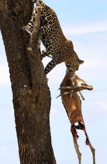 Leoparın müthiş taktiği!