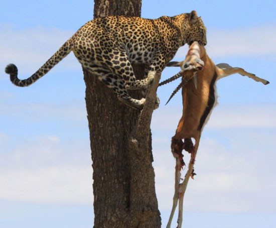 Leoparın müthiş taktiği!