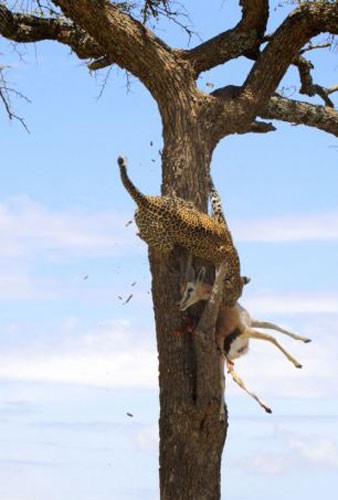 Leoparın müthiş taktiği!