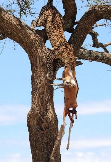 Leoparın müthiş taktiği!