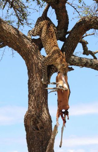 Leoparın müthiş taktiği!