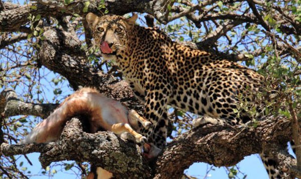 Leoparın müthiş taktiği!