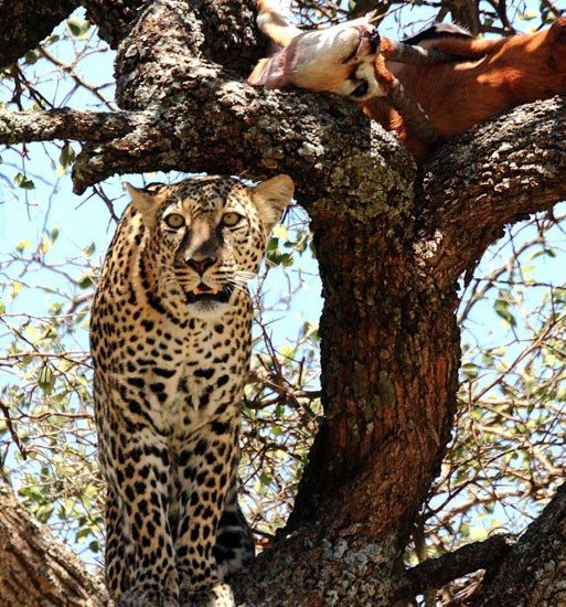 Leoparın müthiş taktiği!