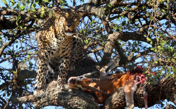 Leoparın müthiş taktiği!