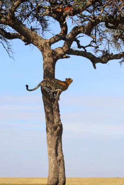 Leoparın müthiş taktiği!