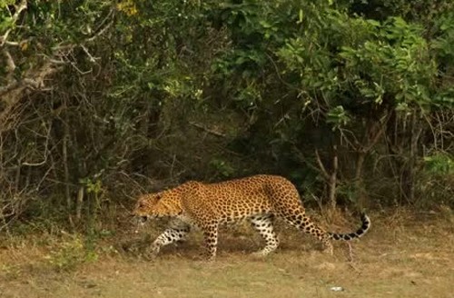 Leoparın müthiş taktiği!