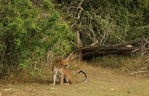 Leoparın müthiş taktiği!