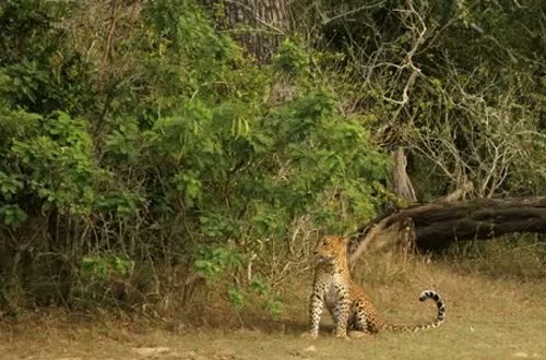 Leoparın müthiş taktiği!