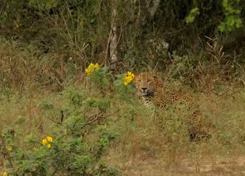 Leoparın müthiş taktiği!