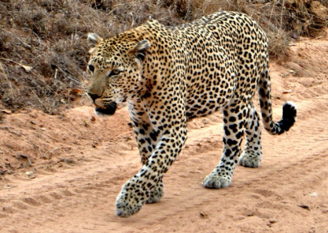 Leoparın müthiş taktiği!