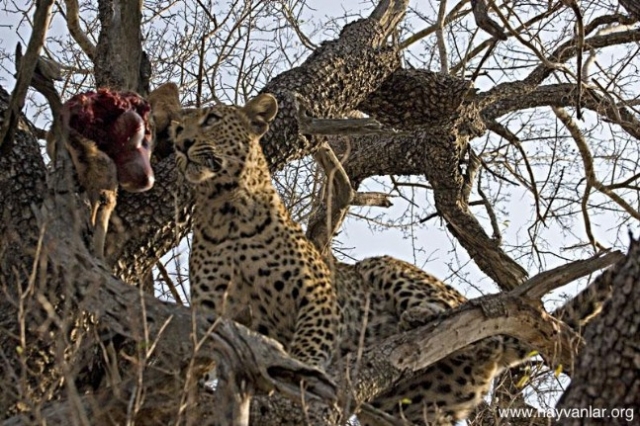 Leoparın müthiş taktiği!