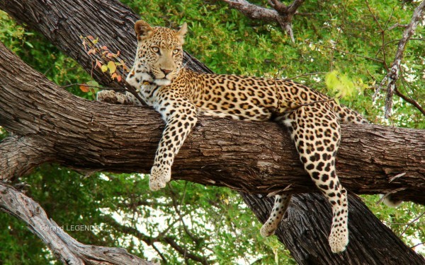 Leoparın müthiş taktiği!