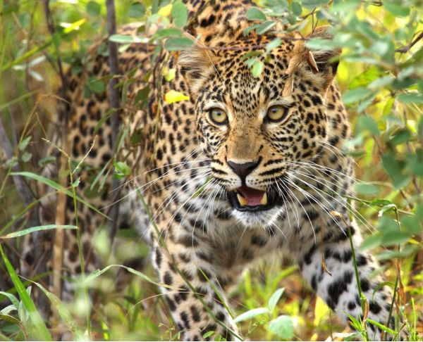 Leoparın müthiş taktiği!