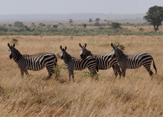 Gül'ün objektifinden Afrika'dan kareler