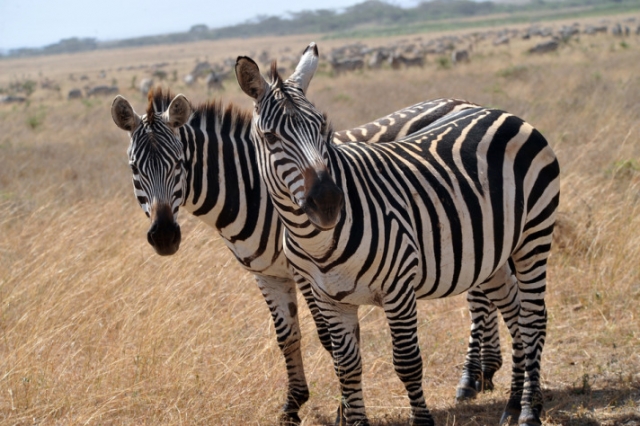 Gül'ün objektifinden Afrika'dan kareler