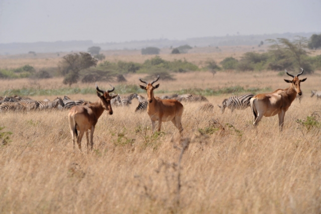 Gül'ün objektifinden Afrika'dan kareler