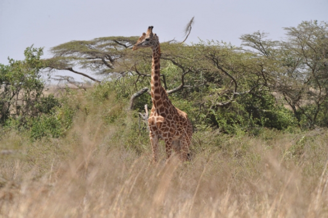 Gül'ün objektifinden Afrika'dan kareler